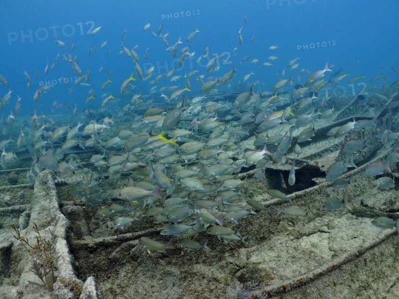 Shoal of fish swimming around a sunken shipwreck under water. Wreck of the Benwood. Dive site John Pennekamp Coral Reef State Park, Key Largo, Florida Keys, Florida, USA, North America