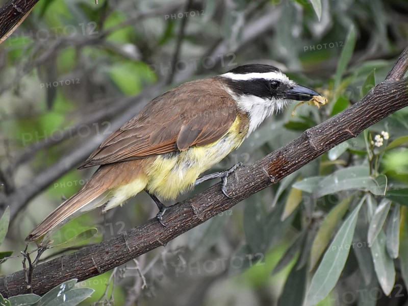 Great kiskadee (Pitangus sulphuratus) in the wild with a small True frog in its beak, seen in Buenos Aires, Argentina, South America