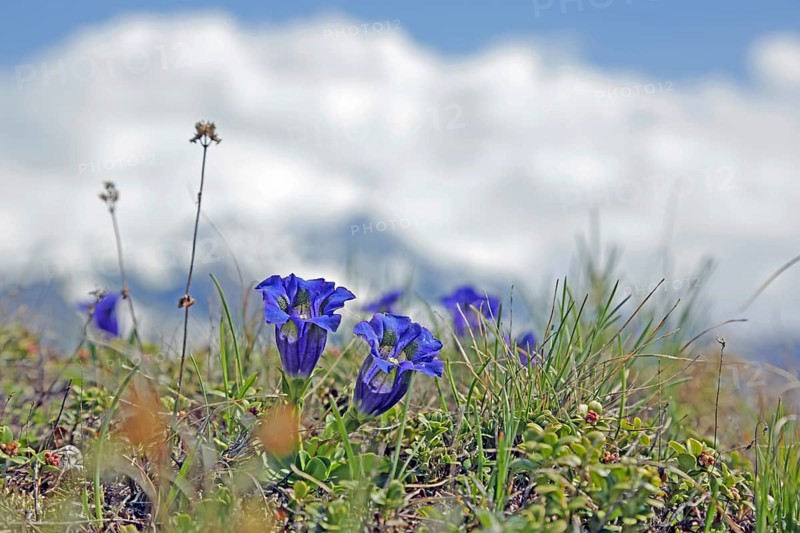 Gentian (Gentiana)