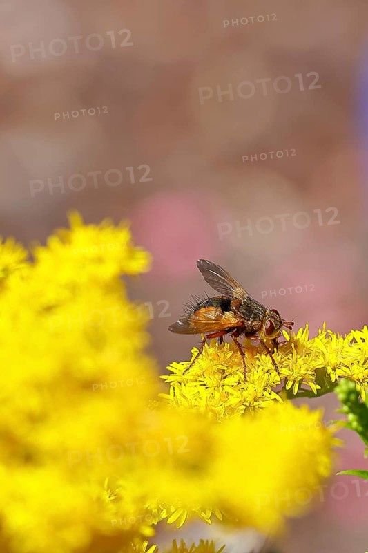 Hedgehog fly (Tachina fera), collecting nectar from a yellow flower of Solidago canadensis (Solidago canadensis), close-up, macro photograph, Wilnsdorf, North Rhine-Westphalia, Germany, Europe