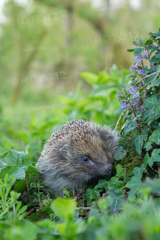 European hedgehog (Erinaceus europaeus) adult animal in a springtime woodland, England, United Kingdom, Europe