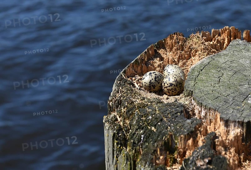 Oystercatcher clutch (Haematopus ostralegus)