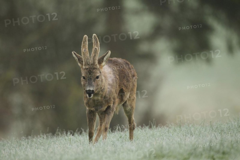 European roe deer (Capreolus capreolus) buck with shaggy winter coat and velvet horns, Allgäu, Bavaria, Germany, Europe