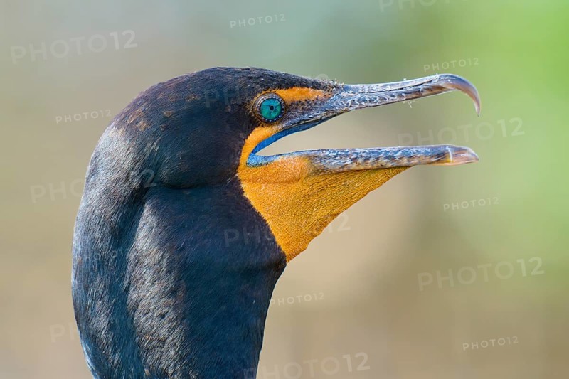 Double-crested cormorant (Phalacrocorax auritus), portrait, in spring, Wakodahatchee Wetlands, Delray Beach, Florida, USA, North America