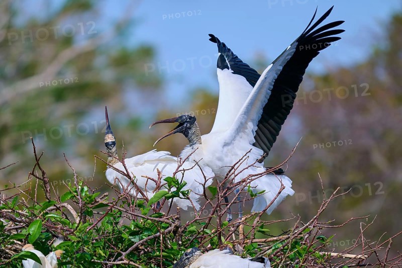 Wood Stork (Mycteria americana), with spread wings perches on a nest made of branches in a natural setting, Wakodahatchee Wetlands, Delray Beach, Florida, USA, North America