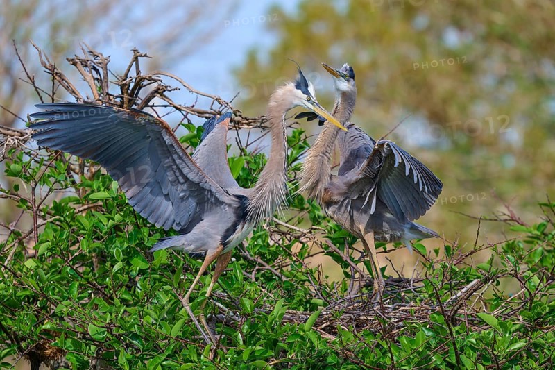 Two Great blue heron (Ardea herodias), with outstretched wings perched on branches surrounded by green leaves and trees on nest, Wakodahatchee Wetlands, Delray Beach, Florida, USA, North America