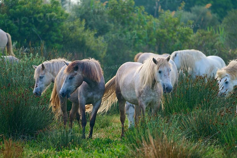 A herd of white Camargue horses grazing peacefully in a green pasture on a summer's day, Camargue, France, Europe