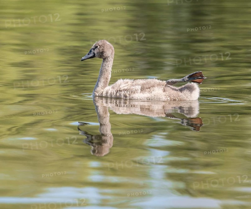 Mute swan (Cygnus olor), young bird swimming on a pond with one leg and foot in resting position, Thuringia, Germany, Europe