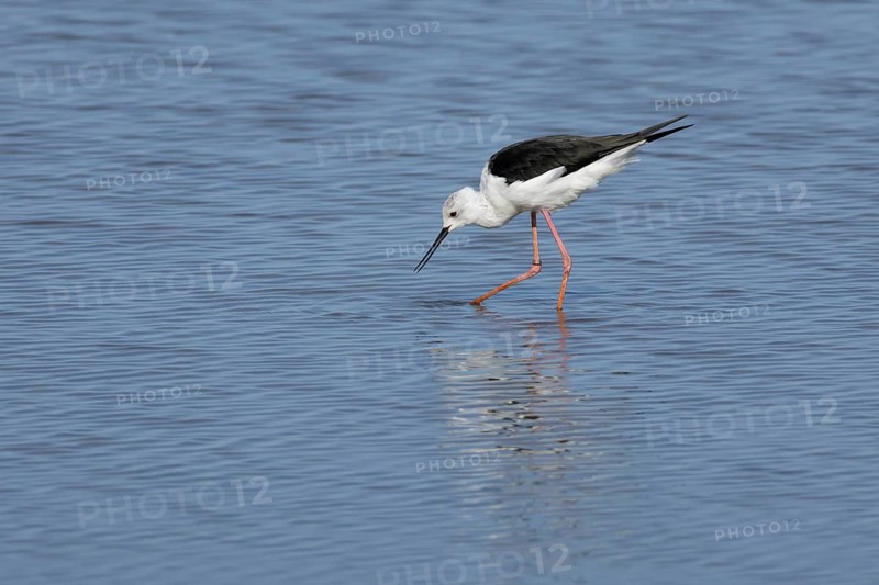Black winged stilt (Himantopus himantopus) adult wading bird feeding in shallow water, England, United Kingdom, Europe