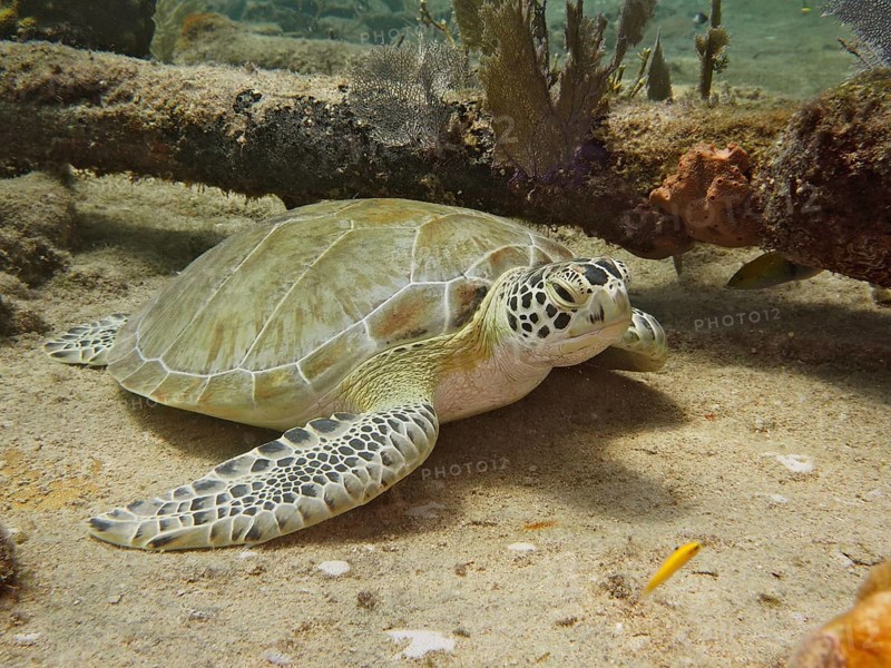 Hawksbill sea turtle (Eretmochelys imbricata imbricata) lying quietly on the sandy bottom next to corals on the wreck of the Benwood. Dive site John Pennekamp Coral Reef State Park, Key Largo, Florida Keys, Florida, USA, North America