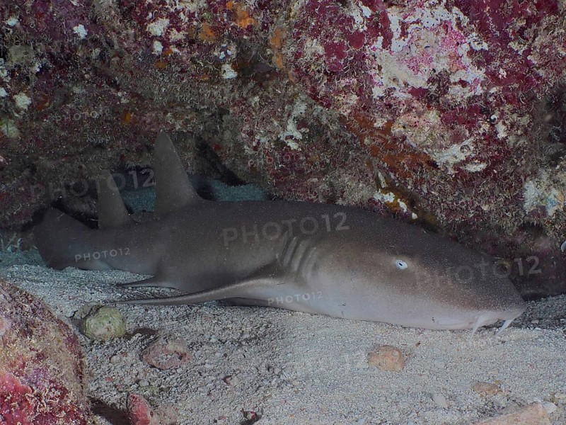 Atlantic nurse shark (Ginglymostoma cirratum) resting in an underwater cave on a sandy bottom. Dive site John Pennekamp Coral Reef State Park, Key Largo, Florida Keys, Florida, USA, North America