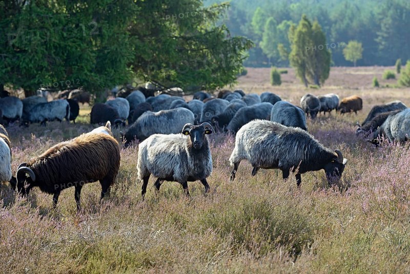 Heidschnucken (Ovis aries), herd in the blooming heathland, Südheide Nature Park, Lüneburg Heath, Lower Saxony, Germany, Europe