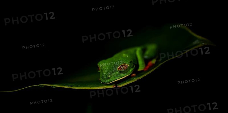 Red-eyed tree frog (Agalychnis callidryas) on a leaf, macro photograph, black background, Tortuguero National Park, Costa Rica, Central America
