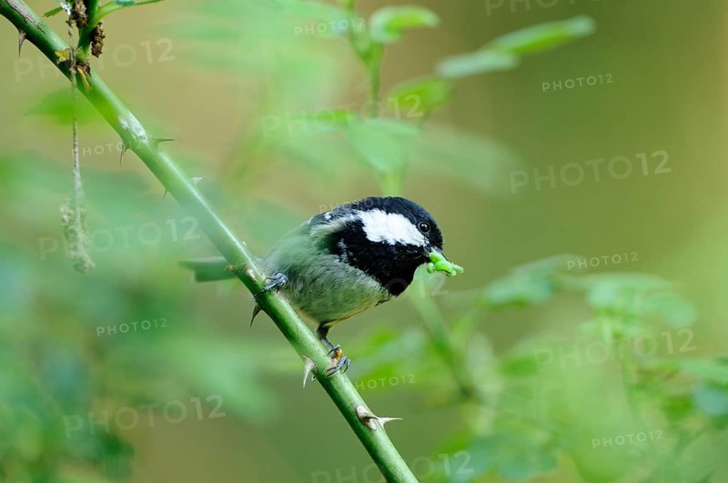 Coal tit (Periparus ater) perched on a green branch in a forest, Bavaria