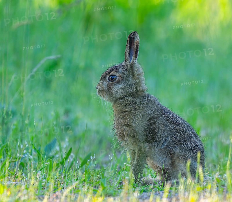 European hare (Lepus europaeus) young animal sitting on a forest path, wildlife, Thuringia, Germany, Europe