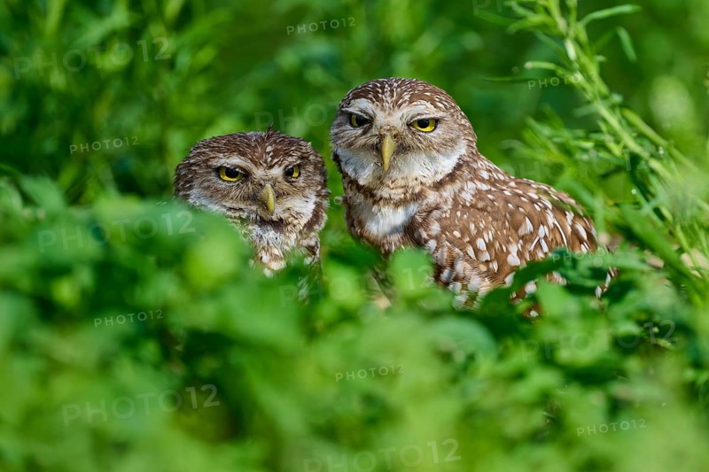 Two burrowing owls (Speotyto cunicularia) sitting together in the meadow, Pembroke Pines, Florida, USA, North America