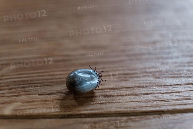 Ixodes ricinus, Acari, arthropod, arachnid, wood tick, mite, disease vector, TBE, Lyme disease, lying, fallen off, fully sucked, Lenggries, Bavaria