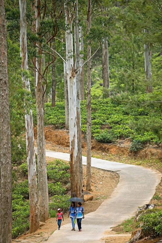 Sri Lankan woman walking under huge trees on a tea plantation, Ramboda, Nuwara Eliya, Central Province, Sri Lanka, Asia