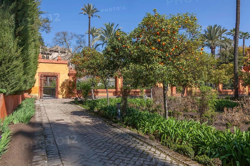 Jardines del Alcazar, gardens with palm trees in the Alcazar, Royal Palace of Seville, Seville, Spain, Europe