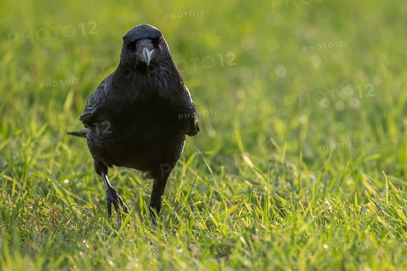 Raven (Corvus corax) on a meadow, Rosensteinpark, Stuttgart, Baden-Württemberg, Germany, Europe