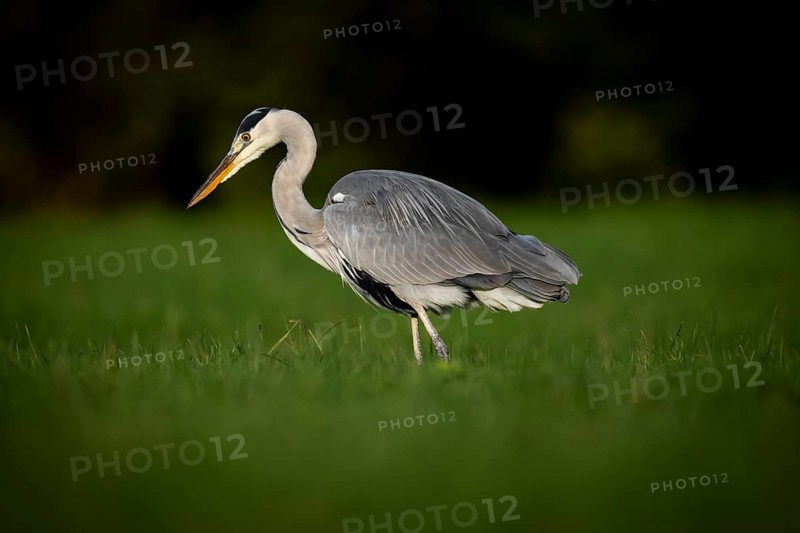 Grey heron (Ardea cinerea), animal portrait, Rosensteinpark, Stuttgart, Baden-Württemberg, Germany, Europe