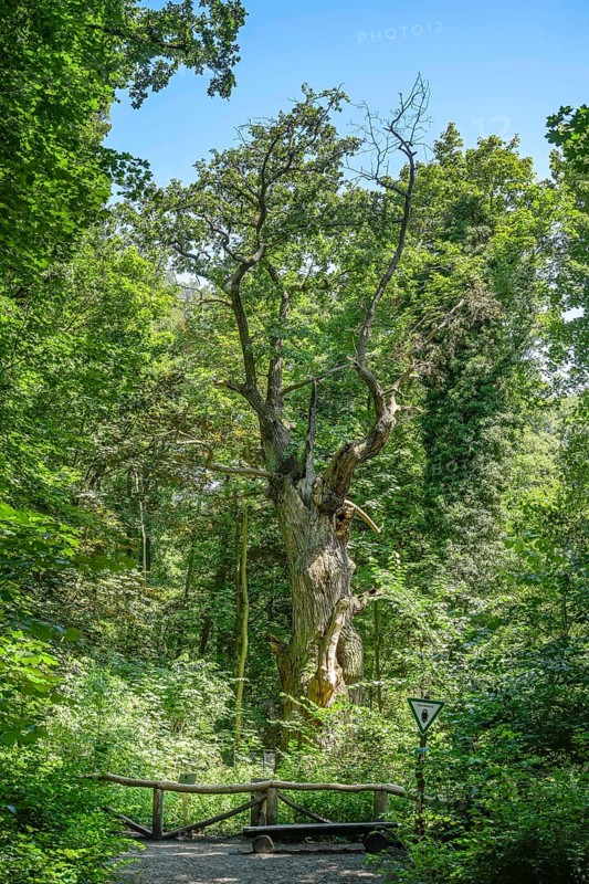Oak, Dicke Marie, Tegel, Reinickendorf, Berlin, Germany, Europe