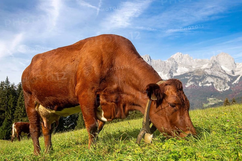 Cow on a mountain pasture near Going, Tyrol. The Wilder Kaiser massif can be seen in the background