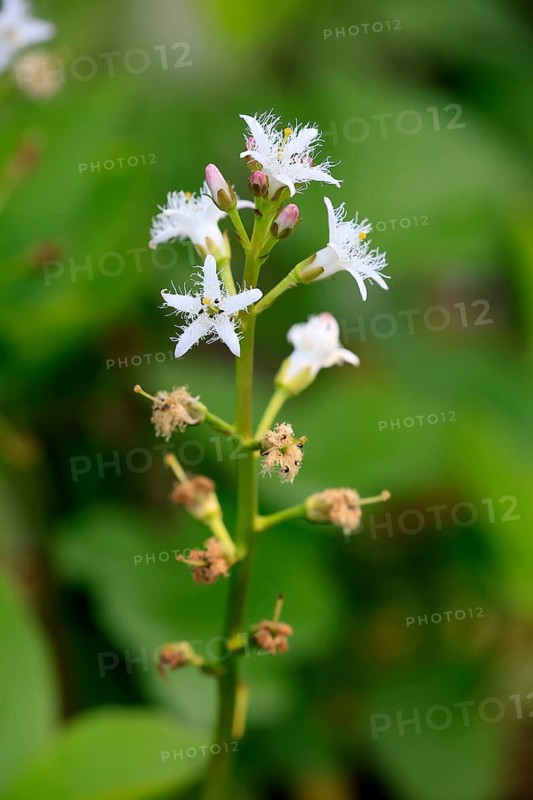 Bitter clover (Menyanthes trifoliata), flowering, blossom, aquatic plant, at a pond, Ellerstadt, Germany, Europe