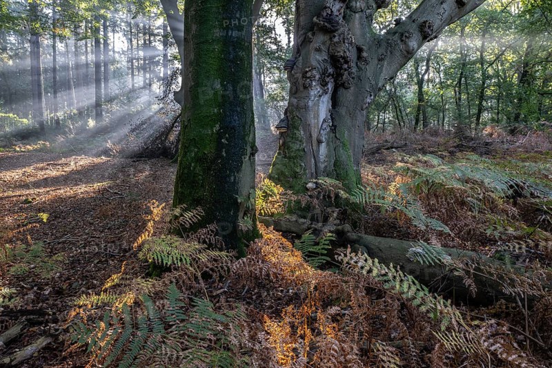 Light in beech forest (Fagus sylvatica) with bracken fern (Pteridium aquilinum), Emsland, Lower Saxony, Germany, Europe