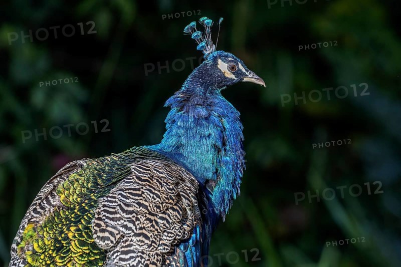 Indian peafowl (Pavo scalloped ribbonfish), recumbent, captive, Germany, Europe