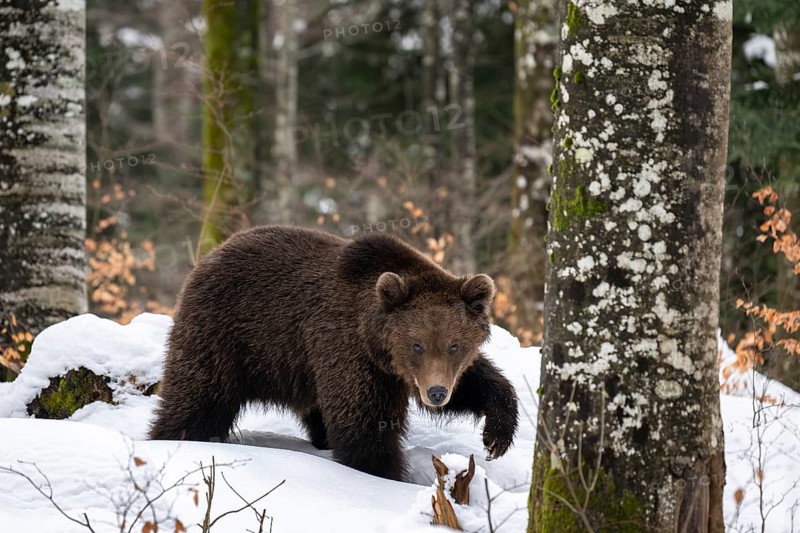 European brown bear (Ursus arctos arctos) in the forest, bear in the snow, winter, Notranjska region, Slovenia, Europe
