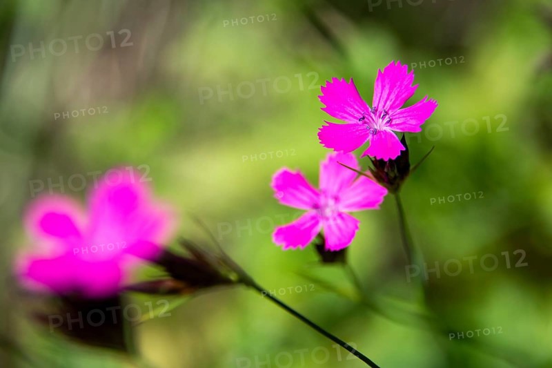 Flowers, Carthusian carnations (Dianthus carthusianorum), Baden-Württemberg, Germany, Europe