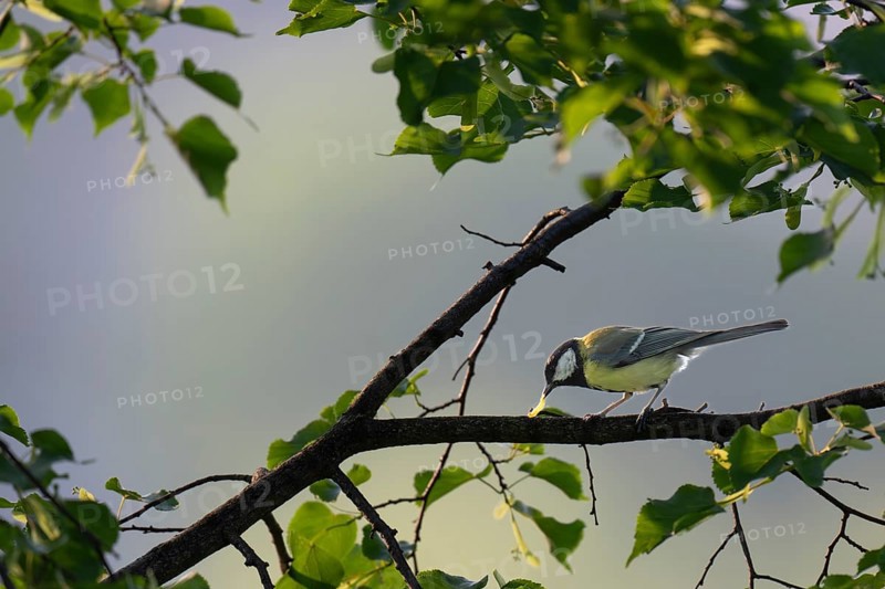 Great tit (Parus major) eating larva on a branch, Rosensteinpark, Stuttgart, Baden-Württemberg