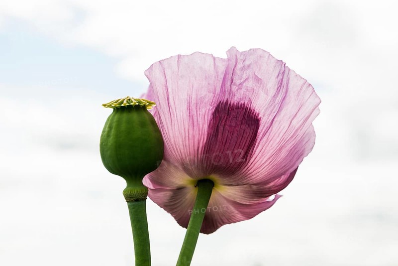 Opium poppy (Papaver somniferum), opium poppy field, Erlenbach, near Heilbronn, Baden-Württemberg, Germany, Europe