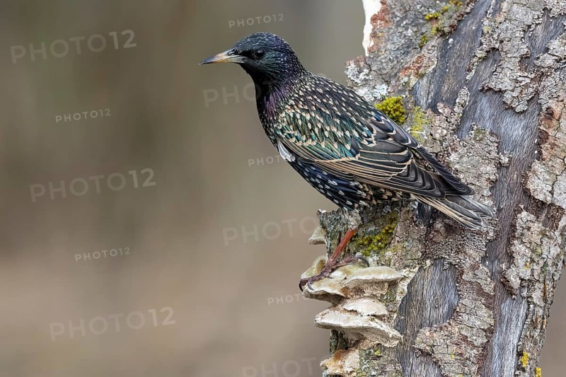Common starling (Sturnus vulgaris) sitting on dead wood, Austria, Upper Austria, Europe