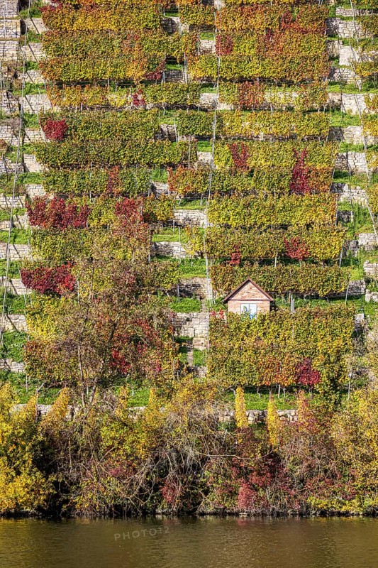 Steep vineyards with vineyard cottages in autumn, landscape on the banks of the Neckar between Mühlhausen and Hofen. Stuttgart, Baden-Württemberg, Germany, Europe