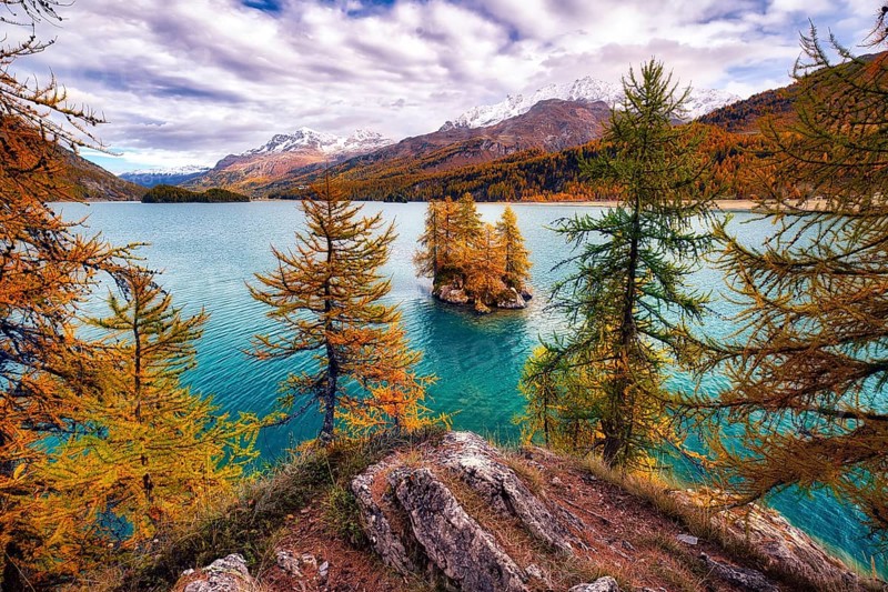 Island with autumn-coloured larches in Lake Sils, Engadin, Canton Graubünden, Switzerland, Europe
