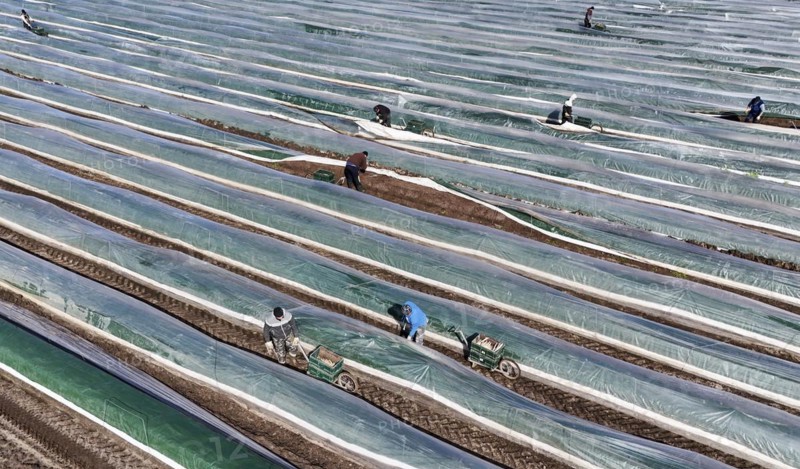 The first asparagus is harvested from a foil-covered asparagus field, Beelitz, 26/03/2024
