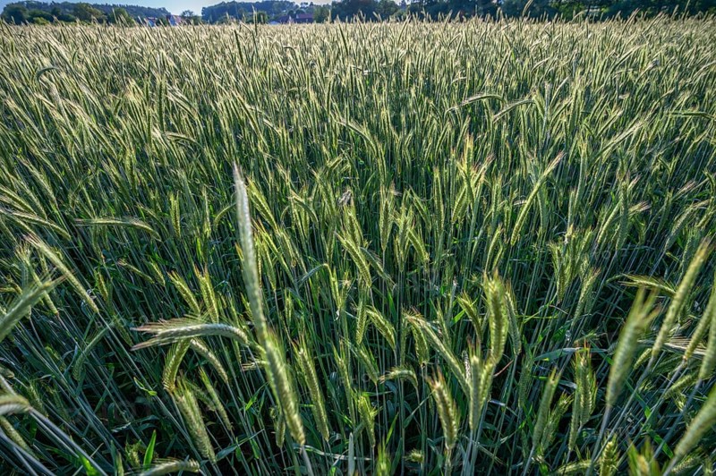 Winter barley (Hordeum vulgare) in a field, Franconia, Bavaria, Germany, Europe