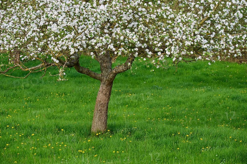 Blossoming apple tree in a green meadow, surrounded by spring flowers, Obernburg, Spessart, Odenwald, Bavaria, Germany, Europe