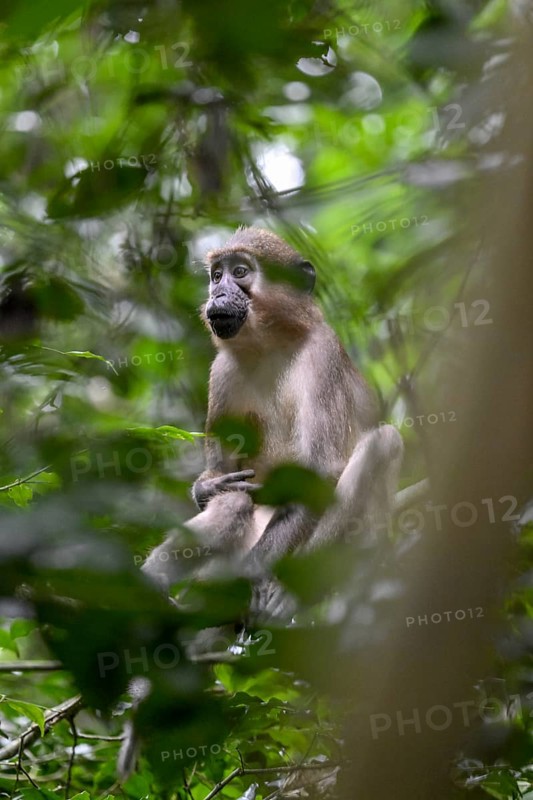 Olive mangabey (Cercocebus agilis) near the Baï-Hokou, Dzanga-Ndoki National Park, Unesco World Heritage Site, Dzanga-Sangha Complex of Protected Areas (DSPAC), Sangha-Mbaéré Prefecture, Central African Republic, Africa