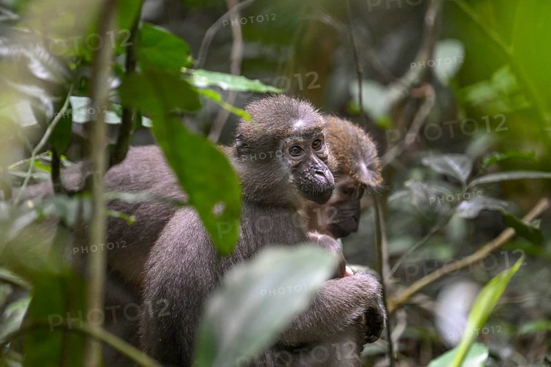 Olivet (Cercocebus agilis) near the Baï-Hokou, Dzanga-Ndoki National Park, Unesco World Heritage Site, Dzanga-Sangha Complex of Protected Areas (DSPAC), Sangha-Mbaéré Prefecture, Central African Republic, Africa