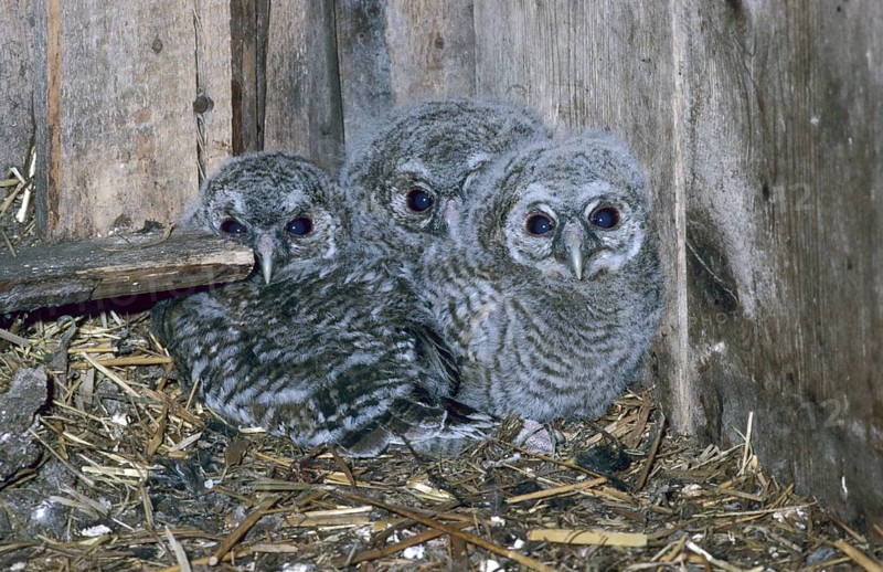 Tawny Owl, (Strix aluco) young birds, 22, 24 and 26 days old, in breeding den, a former dovecote, Allgäu, Bavaria, Germany, Allgäu, Bavaria, Germany, Europe