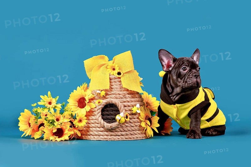 Black French Bulldog dog puppy with bee costume sitting next to beehive and sunflowers on blue background