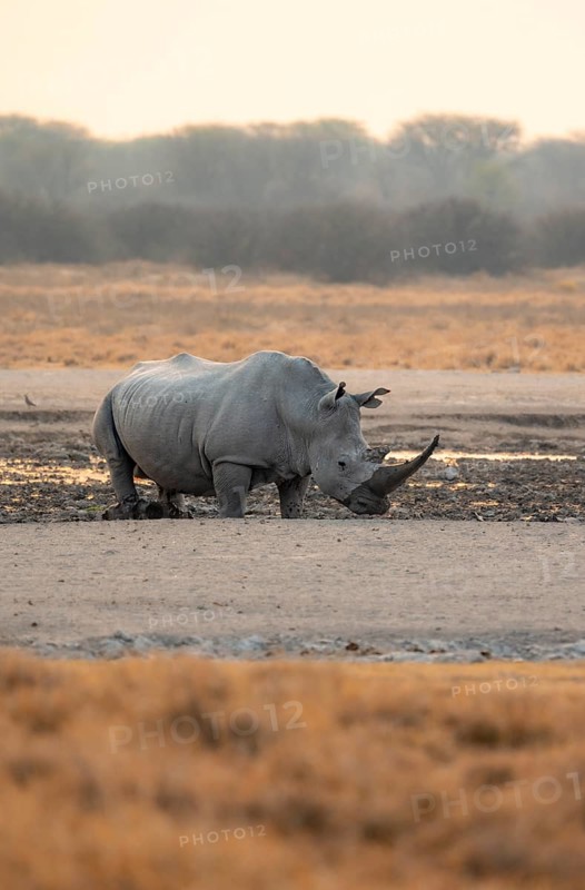 Southern white rhinoceros (Ceratotherium simum simum), rhino in a mud bath, in the evening light, Khama Rhino Sanctuary, Serowe, Botswana, Africa
