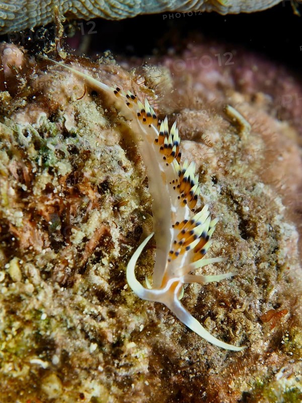 Delicate, long-limbed sea snail with colourful dots, Indian caloria (Caloria indica), crawls over a coral landscape. Dive site Spice Reef, Penyapangan, Bali, Indonesia, Asia