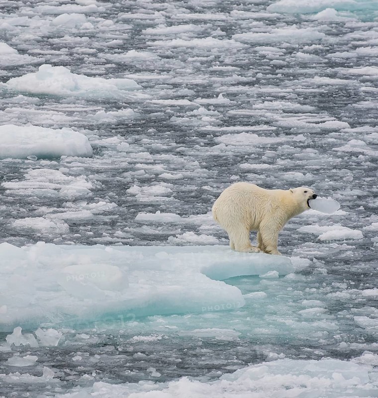Polar bear (Ursus maritimus) on the pack ice at 82 degrees north biting into a piece of ice, Svalbard Island, Svalbard archipelago, Svalbard and Jan Mayen, Norway, Europe