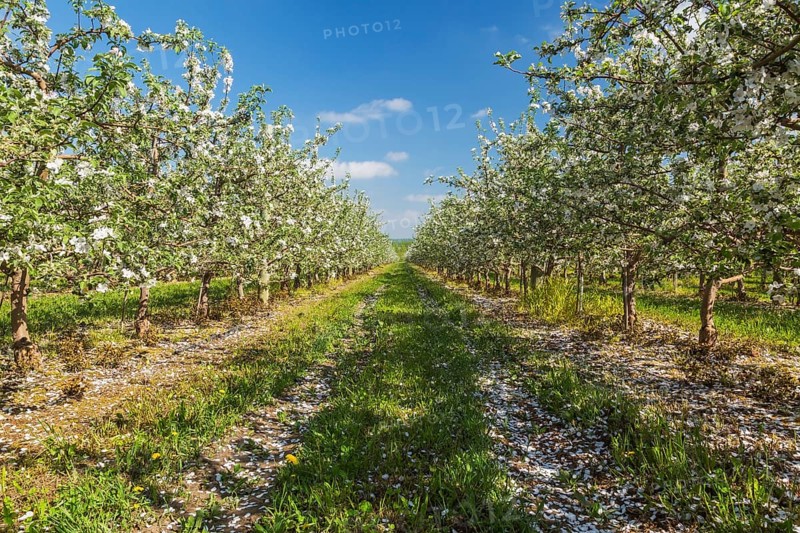 Orchard of Malus domestica, Apple trees with white flower blossoms in spring, Quebec, Canada, North America