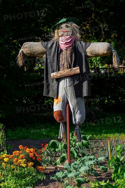Humanoid scarecrow, bird scarer dressed in old clothes and placed in vegetable garden to deter, chasing away birds from feeding on the vegetables