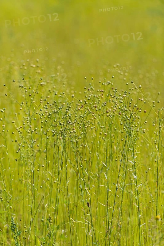 Linen as meadow planting, renewable raw materials, traditional, arable farming, agriculture, alternative, harvest, plant, ecological, fax, flax, meadow plant, useful plant, meadow crop, fibre, fabric, field, field crop